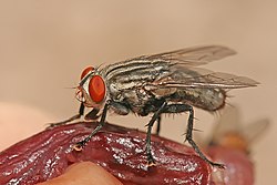Sarcophaga nodosa feeding on decaying flesh