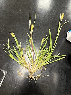 Picture of a pulled Yellow Foxtail plant.
