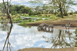 Site No. 156: Serengeti National Park in Tanzania, a natural heritage site