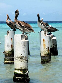 Brown pelican