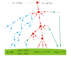 A branching tree representing the particle production