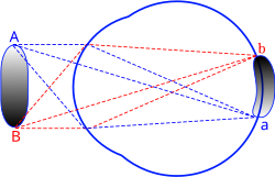Eye focusing ideally collects all light rays from a point on an object into a corresponding point on the retina.