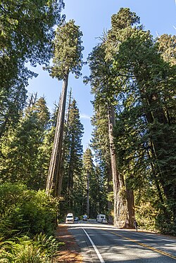 The coast redwood Sequoia sempervirens is up to 120 metres (380 ft) tall.