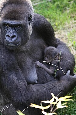 Female western lowland gorilla with newborn baby, at Durrell Wildlife Park