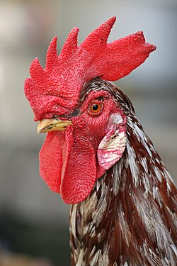 A rooster with a large red comb