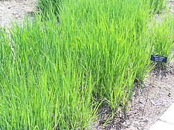 Panicum virgatum 'Heavy Metal', an ornamental switchgrass, in early summer