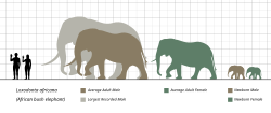 Average size of adults with the largest recorded individual included