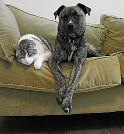 A piebald tabby shorthair cat with a mixed mastiff dog