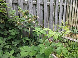 Second-year flowering, fruiting floricanes to the left. First-year primocanes without flowers or fruit growing on the right.