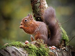 Red squirrel