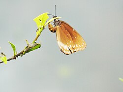 A butterfly from the genus Euploea, laying eggs underneath the leaf