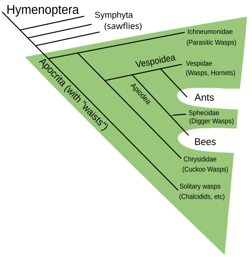 Wasps are paraphyletic, consisting of the clade Apocrita without ants and bees, which are not usually considered to be wasps; the sawflies ("Symphyta") too are paraphyletic, as the Apocrita are nested inside the Symphytan clades.