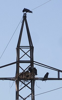 A pair with 3–4 young on top of a high-voltage pylon in Ystad.