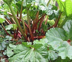 The overgrown petioles of rhubarb (Rheum rhabarbarum) are edible.