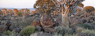 Quivertree Forest, Bushveld