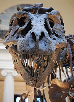 The eye-sockets faced mainly forwards, giving it good binocular vision (reconstructed skull of the Sue specimen; the original was partly crushed and broken).