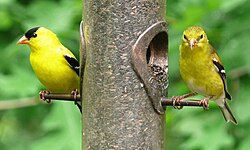 American goldfinch (Spinus tristis) male (left) and female (right) in Johnston County, North Carolina, USA