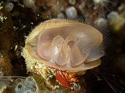 An unidentified brachiopod feeding off the coast of Ushant, France.