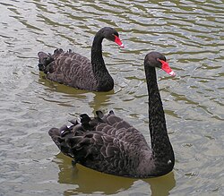 Male black swans (Cygnus atratus)