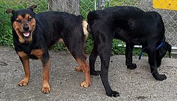 Two dogs tied after mating