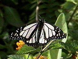 White morph of the monarch in Hawaii called the white monarch