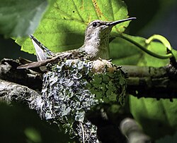 Female ruby-throated hummingbird on nest