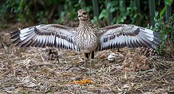 Threat display of a spotted thick-knee in defence of its chicks