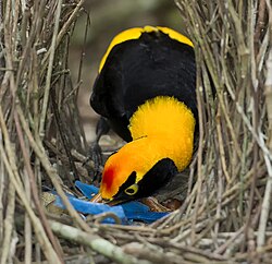 A regent bowerbird arranging items in its bower.