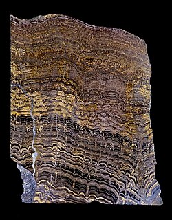 Lower Proterozoic stromatolites from Bolivia, South America