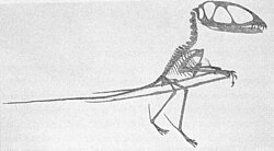 Historical reconstruction of Dimorphodon as a biped by Seeley