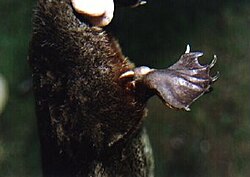 The calcaneus spur on the male's hind limb is used to inject venom.
