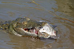 Nile crocodile trying to swallow a big Tilapia in Kruger National Park, South Africa