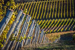 Vineyard in Moldova.