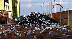 European herring gulls foraging in a pile of burnt grain at Lantmännens in Ystad 2021.