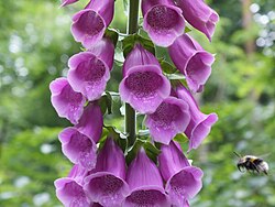Pink common foxglove with bumblebee
