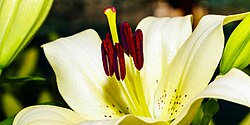 Closeup of stigma surrounded by stamens of Lilium 'Stargazer')