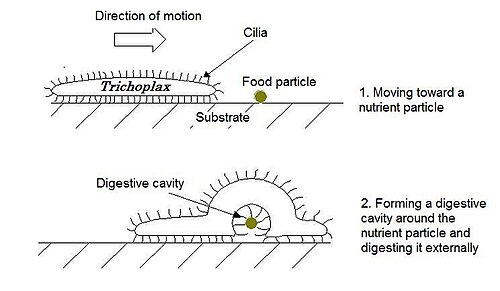 Crawling motility and food uptake by T. adhaerens
