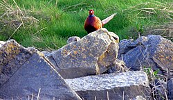 Introduced male and female foraging at the Newport Wetlands RSPB Nature Reserve in the United Kingdom