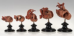 Wax models showing the development of the rabbit heart