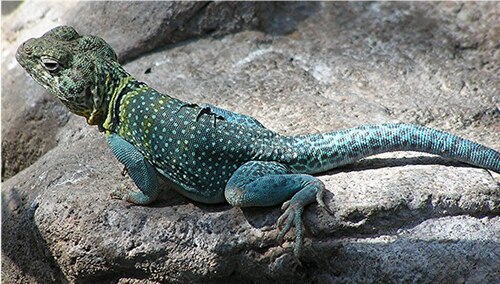 Colorful lizard on a rock, looking alertly to camera