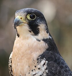 A peregrine falcon, the world's fastest animal. Peregrines use gravity and aerodynamics to achieve their top speed of around 390 km/h (242 mph), as opposed to locomotion