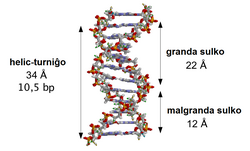 Angle description in DNA structure