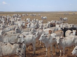 Livestock production requires large areas of land.