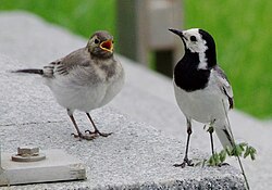An adult with a juvenile in Kazakhstan
