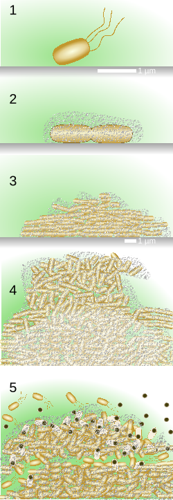 Diagram showing bacteria growing and forming into a biofilm on a surface