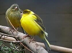 While stereotypically yellow, domestic canaries are of various colours